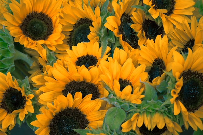 Morning flower arrangement for home